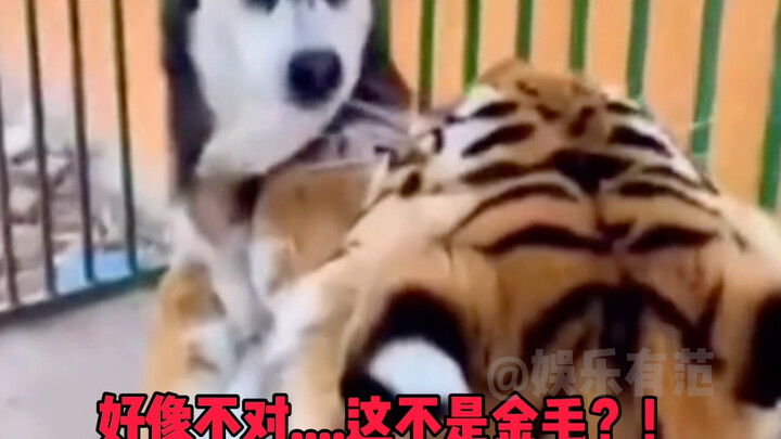 Yang satu harimau asli, yang satu hanya pura-pura! Hahaha~