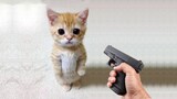 Funny cat 😽 vs Gun 🔫 - Funny Animals 😂 playing dead on finger shot Compilation || Animal Gags - Y