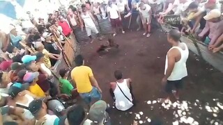 LOSS BOSTON ROUNDHEAD TUPADA SA BRGY FIESTAHAN 🔥🐓👍🙏BITAW NI ERPAT ULIT 🐓🔥