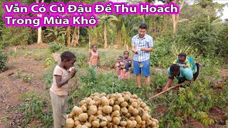 Gia đình Antonio bất ngờ có Củ Đậu thu hoạch|| 2Q Vlogs Cuộc Sống Châu Phi