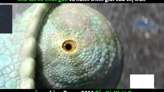 Tắc kè nhút nhát (p1) #rvphimhoathinh