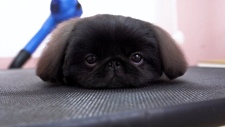 [Animals]Hairdressing a black Pekingese