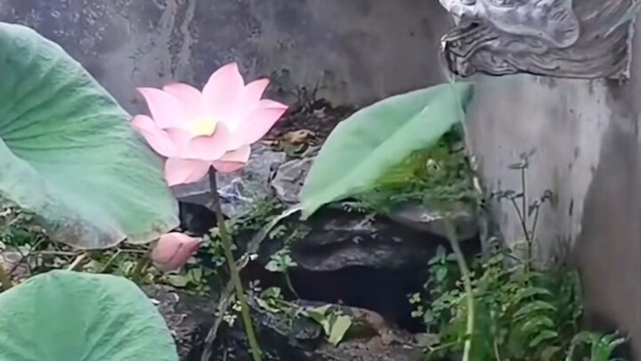 Lá sen: Bận quá, bận thật sự bận quá~