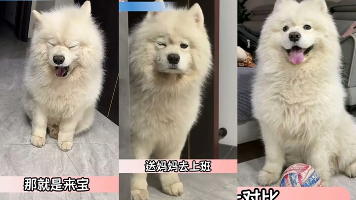 سامويه بيقعد من خمسة الصبح عشان يوصّل ماما للعمل، والله ابن بار من الدرجة الأولى!