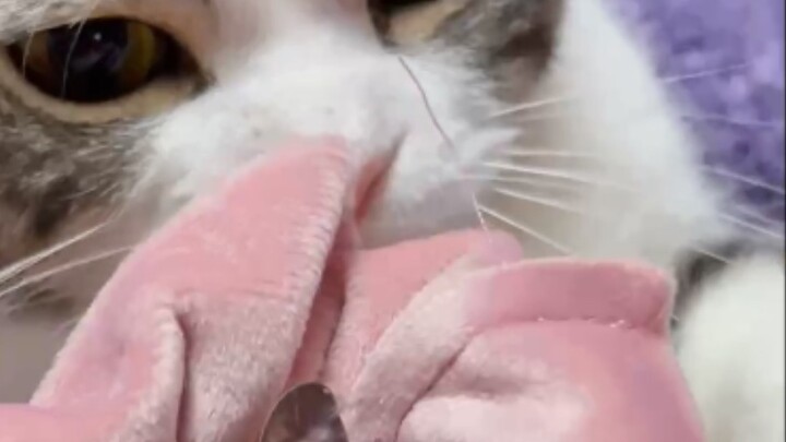 The little flying mouse Baobao escaped. Everyone thought it was under the sofa, but it turned out to