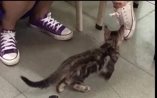 A stray cat ran into the classroom.