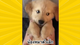 สัตว์เลี้ยงเพื่อนขนปุย : น้องหมาตัวเล็ก