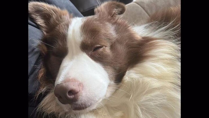 Immersive Experience: A Puppy Driven Crazy by Being “Annoying”