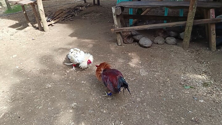 White Kelso McLean VS McLean Kelso spar