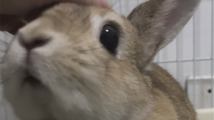 วิธีทำให้กระต่ายน้อยโมโหจนโกรธจัด: แค่ปฏิเสธคำขอลูบหัวของเธอติดต่อกันสามครั้ง แล้วเธอก็จะ...