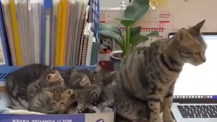 المدير: مكافأة نهاية العام جاهزة بالفعل～