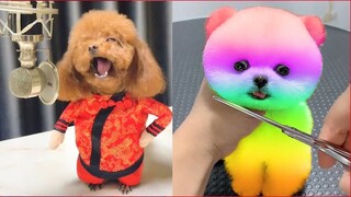 Tik Tok Chó Phốc Sóc Mini 😍 Funny and Cute Pomeranian #70