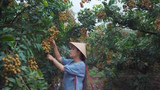 Làm một bàn tiệc nhãn dưới tán cây nhãn, mùa thu phải ăn nhiều nhãn!