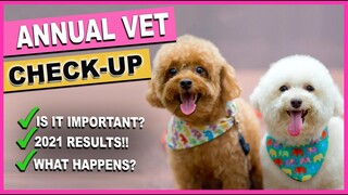 MY DOGS' ANNUAL VET CHECK-UP 2021| Is it important and why| The Poodle Mom