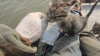 Kembali dari memancing dan mulailah mengelus kucing