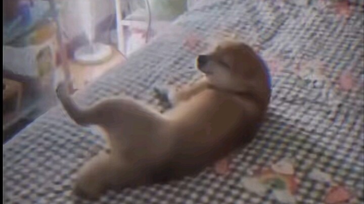 Khi hai chim tình tự, đâu chỉ tính bằng sớm tối hằng ngày?