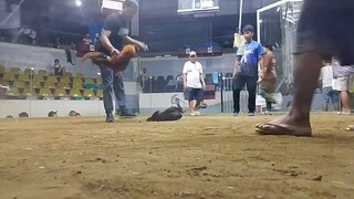san jose 3cock derby,,sweater gold