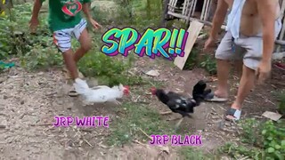 JRP White VS JRP Black   Spar!!   JRP Gameyard