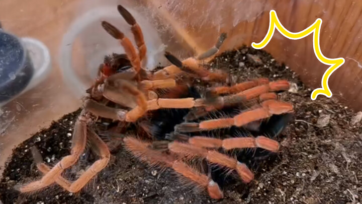 Satu menit melihat ganti kulit laba-laba raksasa 18 cm!