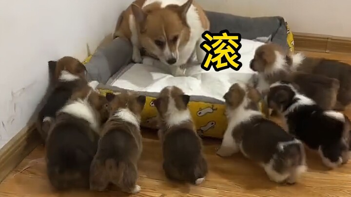 不只是人类，猫狗带娃也得疯！