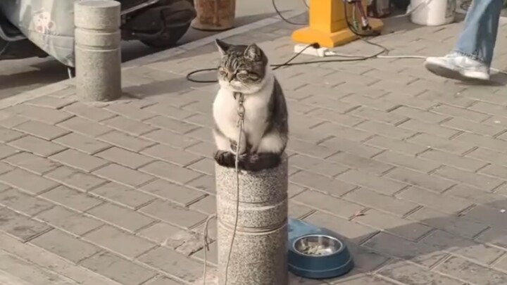 Chắc hẳn chú mèo con cũng có những nỗi phiền muộn của riêng mình nhỉ?