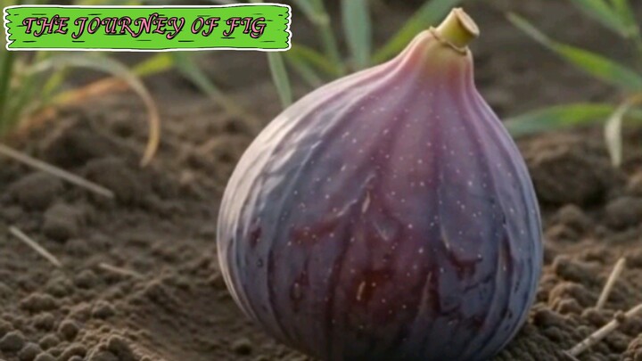 THE JOURNEY OF FIG GROW WITH ASMR