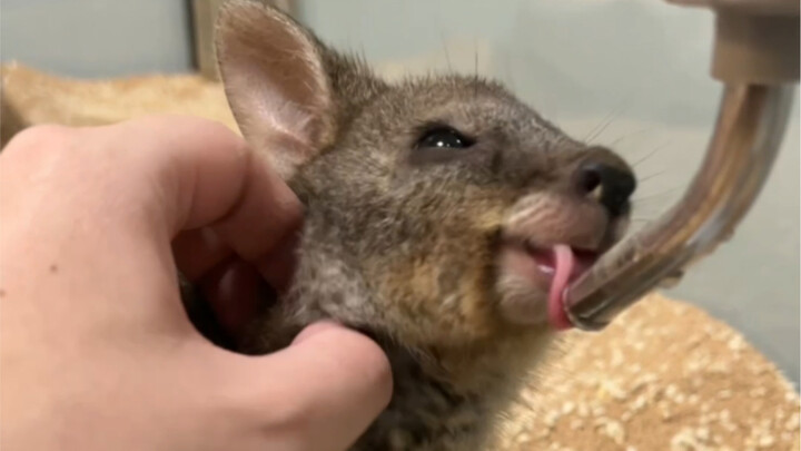 Kanguru menampar pemiliknya!