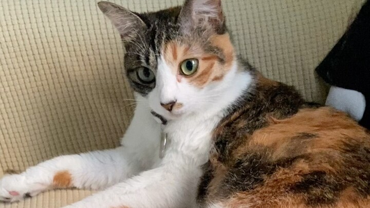 Mengapa kucing tiga warna merupakan jenis kucing dengan tingkat penelantaran tertinggi?