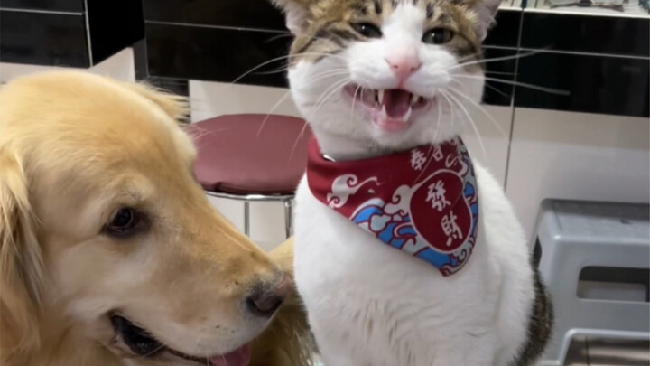 เจ้าตัวเล็กที่จะเห่าก็ต่อเมื่อโดนหมาจิ้มเท่านั้น