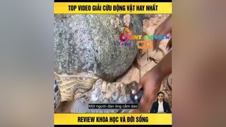 Top video giải cứu động vật hoang dã reviewphimhay mereviewphim nntreview2 TVSHOWHAY