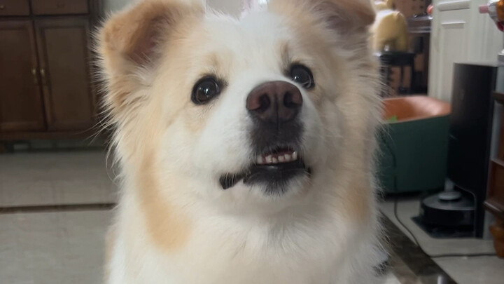 Yesterday, I showed this video to Juana and asked her, “Isn’t Bella amazing?” She said, “Not really—