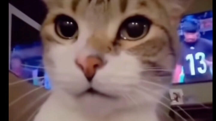 🐱➡️😭