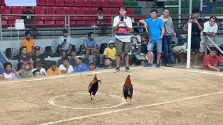 5 STAG @LA GALLERA DE CAGAYAN WDWWL last fight (kinulang sa swerte) 😅