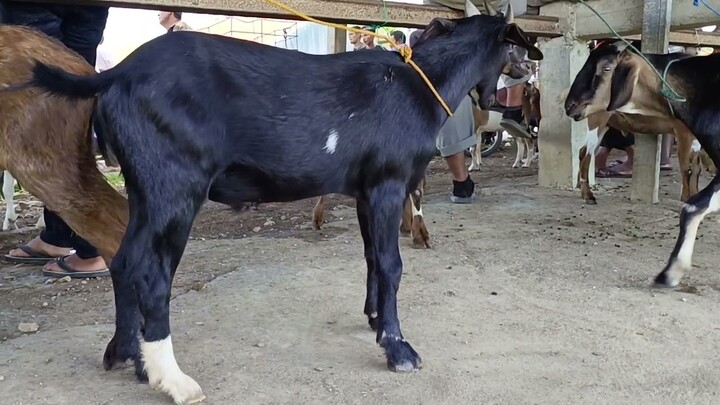 SUARA KAMBING | BUNYI KAMBING | Kambing | Suara Kambing Lucu