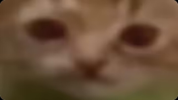 Meme kucing yang bisa menyembuhkan cerebral palsy