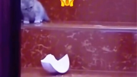 Whose kitten is this? So pitiful! 😭