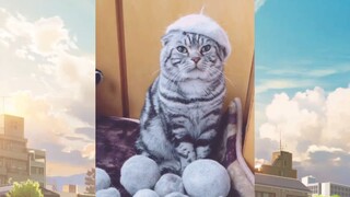 แมวตลก #ชาติที่แล้วเป็นมนุษย์ #555