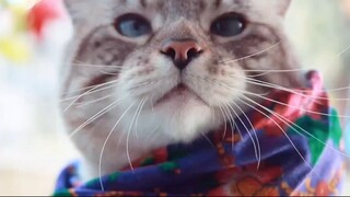 Video by Cats of Instagram (6)