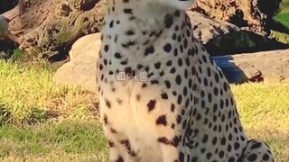 In front of humans, a cheetah is just a cute little kitty who loves to cuddle!