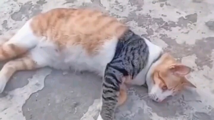 Assemble the dog, assemble the cat