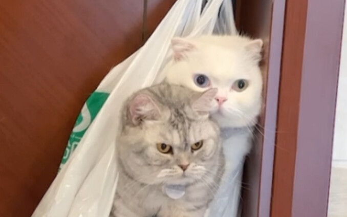 给想养猫的朋友看看，让他们羡慕一下！