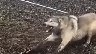 أعلم أنك تنقذني، ولن أعضّك 😁