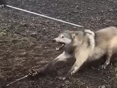 I know you're saving me—I won't bite you 😁