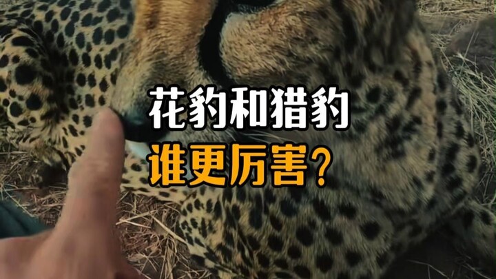 Which is stronger, the leopard or the cheetah?