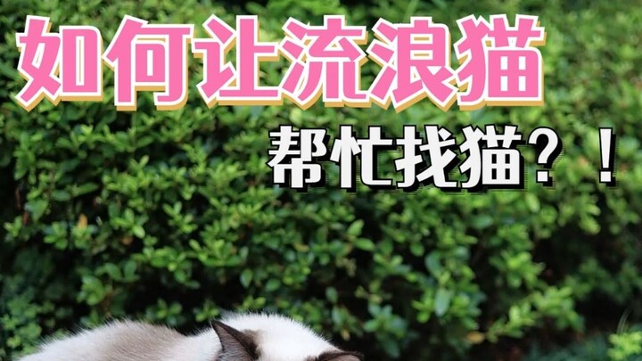 If your cat goes missing, stray cats will help you find it!