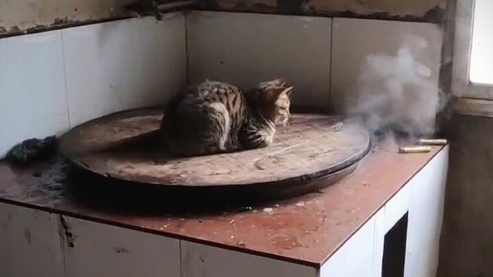 It's getting cold; the kitten seems to know better than I do how to keep warm!