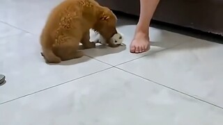 【bili Zhang Yong】My first video—please like, subscribe, and share!