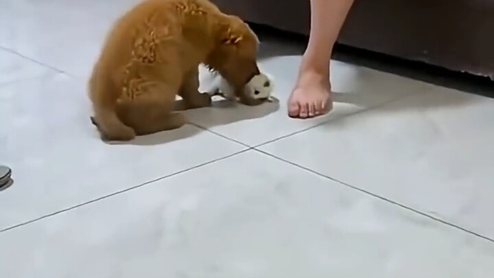 【bili Zhang Yong】My first video—please like, subscribe, and share!