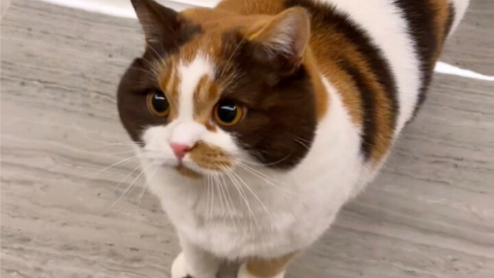 Kucing kecil jangan ngomong “ngom ngem” ya!!