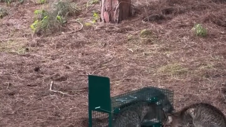 Hakimi’s Gluttony Leads Him Straight Into a Mouse Trap